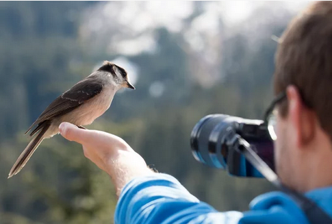 bird-photography-tips-clipping-amazon