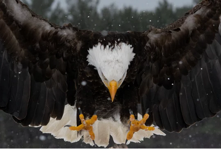 eagle-clipping-amazon