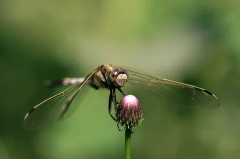 dragonfly-clipping-amazon