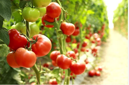 tomato-garden-clipping-amazon