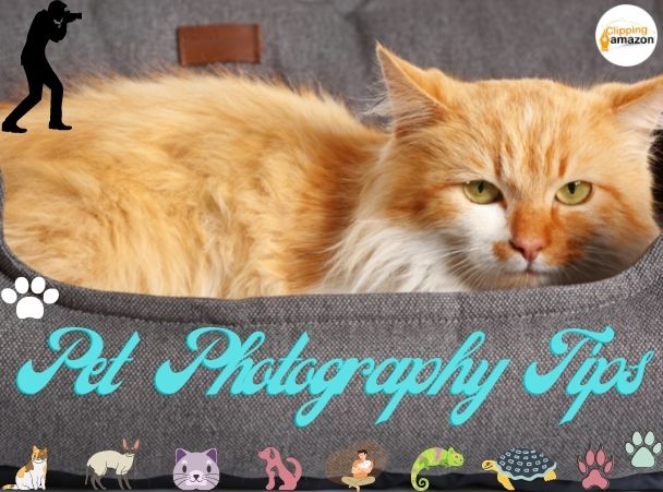 Pet Photography Tips That Will Make Your Pet Look Like A Professional