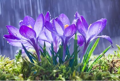 violets-in-rain-clipping-amazon