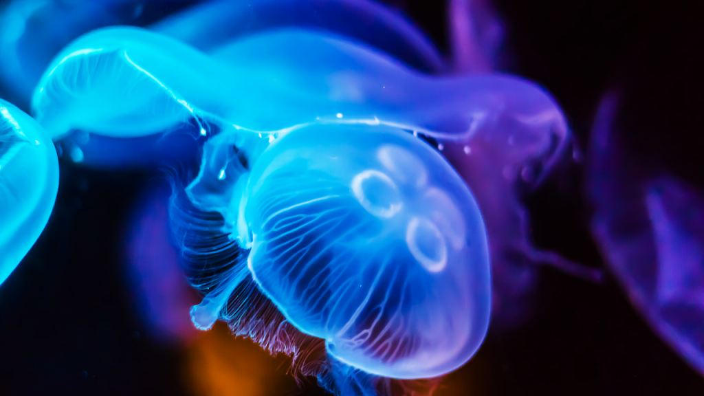 blue-jellyfish-clipping-amazon