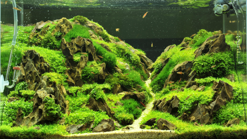 green-aquarium-clipping-amazon