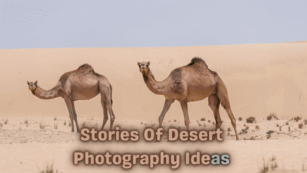 Things You Need To Know Before Desert Photography