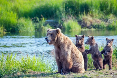bear-family-clipping-amazon