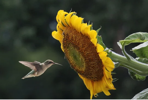 macro-sunflower-photography-clipping-amazon