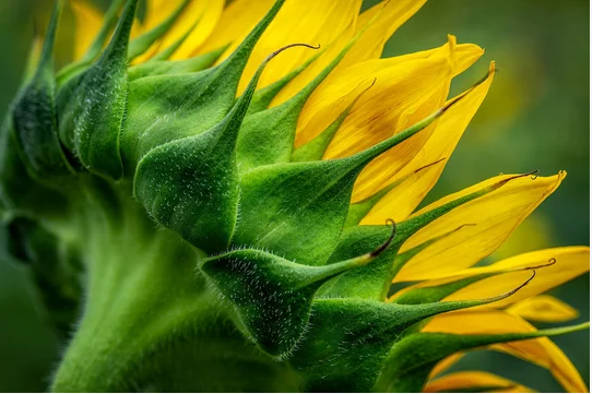 photography-sunflower-clipping-amazon