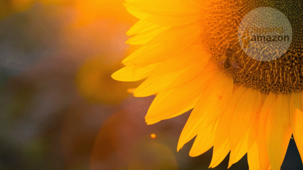 Creative Sunflower Photography Ideas