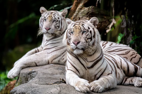 white-tiger-clipping-amazon