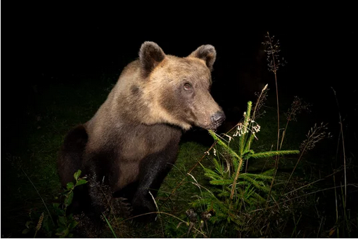 wildlife-photography-at-night-clipping-amazon