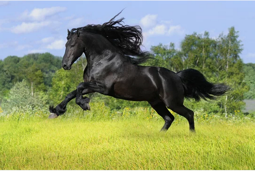 black-horse-clipping-amazon