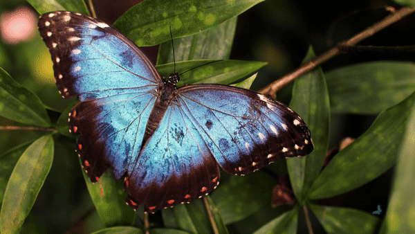 How To Do Butterfly Photography