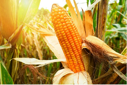 corn-field-clipping-amazon