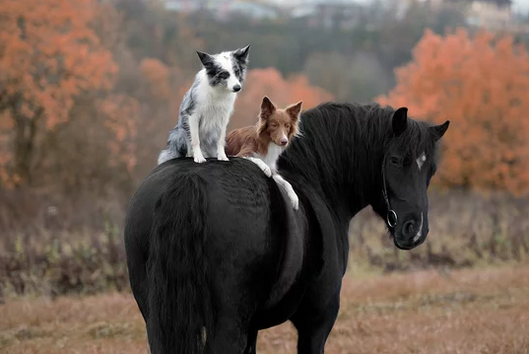 dog-and-horse-clipping-amazon