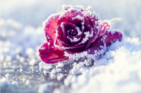 snow-rose-clipping-amazon