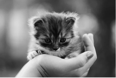 adorable-kitten-clipping-amazon