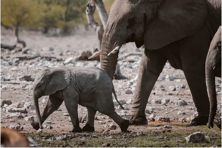 baby-elephant-clipping-amazon