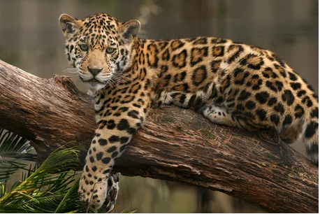 leopard-clipping-amazon