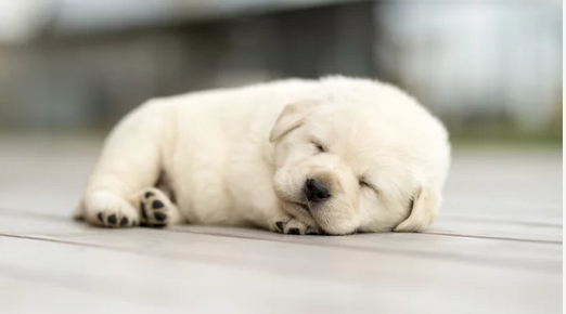 puppy-sleep-clipping-amazon