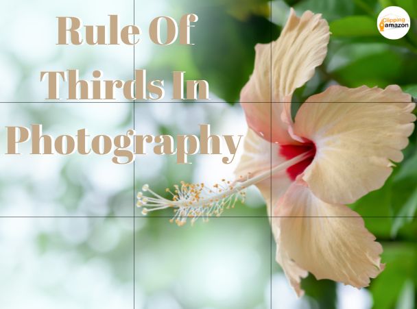 Rule Of Thirds In Photography