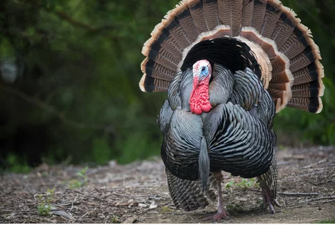 turkey-bird-photography-clipping-amazon