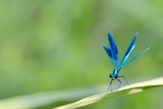 blue-dragonfly-clipping-amazon