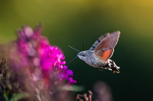 humming-bird-moth-clipping-amazon