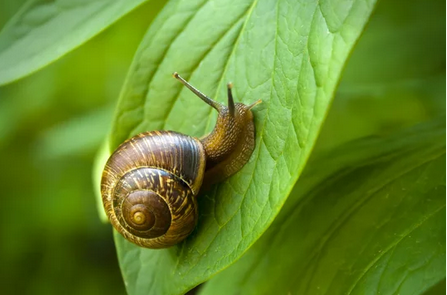 snail-clipping-amazon