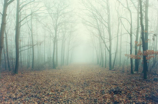 spooky-misty-photography-clipping-amazon
