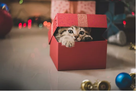 baby-kitty-in-christmas-clipping-amazon