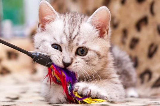 kitten-playing-clipping-amazon
