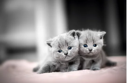 two-sad-kitties-clipping-amazon